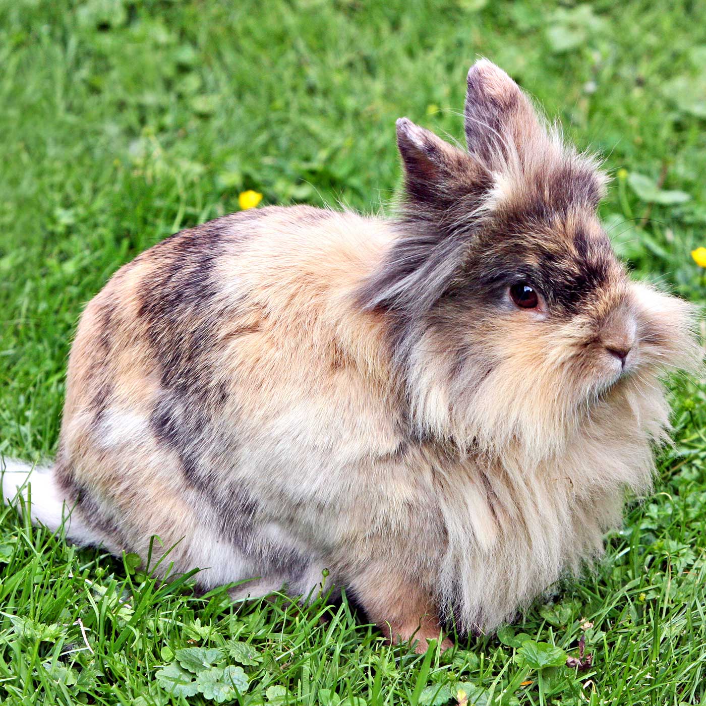 Bild von Angora