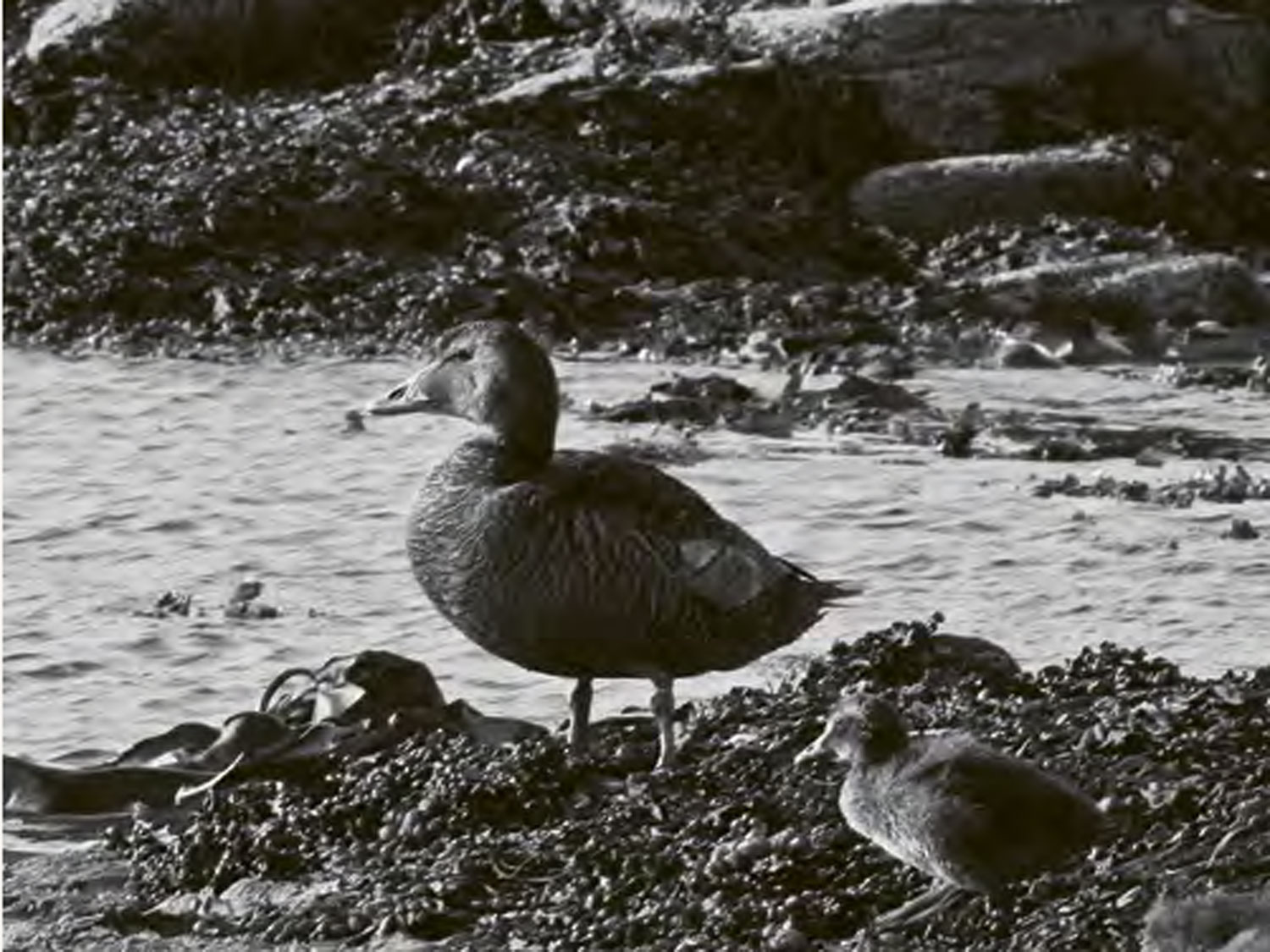 Bild von Die Königin der Daunen