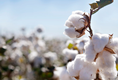 Bild von Baumwolle