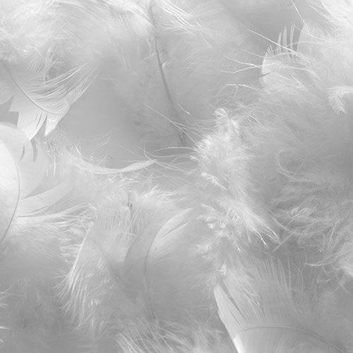 Bild von Daunenkissen