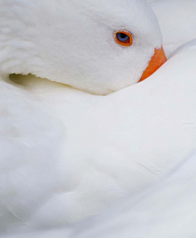 Bild von Daunen-Kompetenz