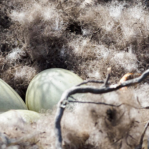 Bild von Eiderdaunendecken