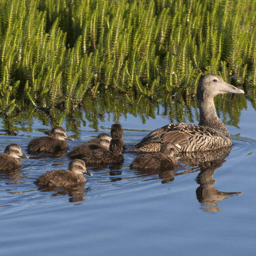 Eiderdaunendecke