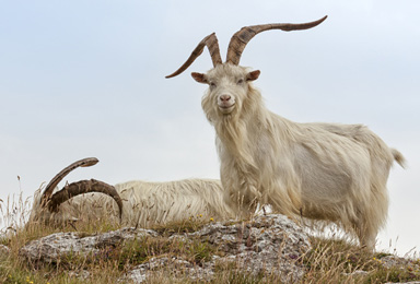 Bild von Kaschmir-Ziege