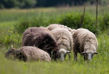 Bild von Merinoschaf