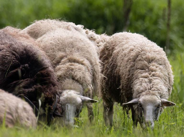 Bild von Naturhaar-Glossar